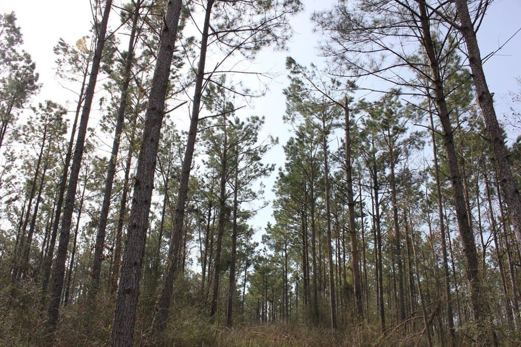 247.82 acres in Texas County - photo 18