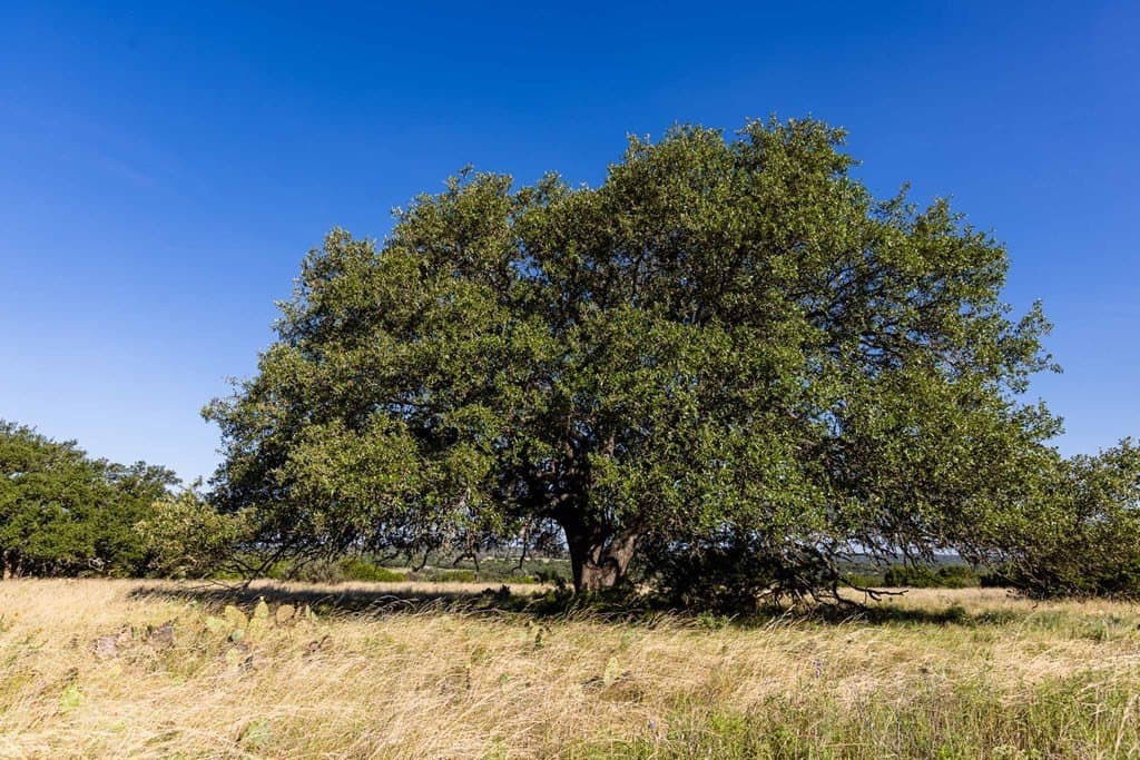 38.33 acres in Kimble County - photo 39