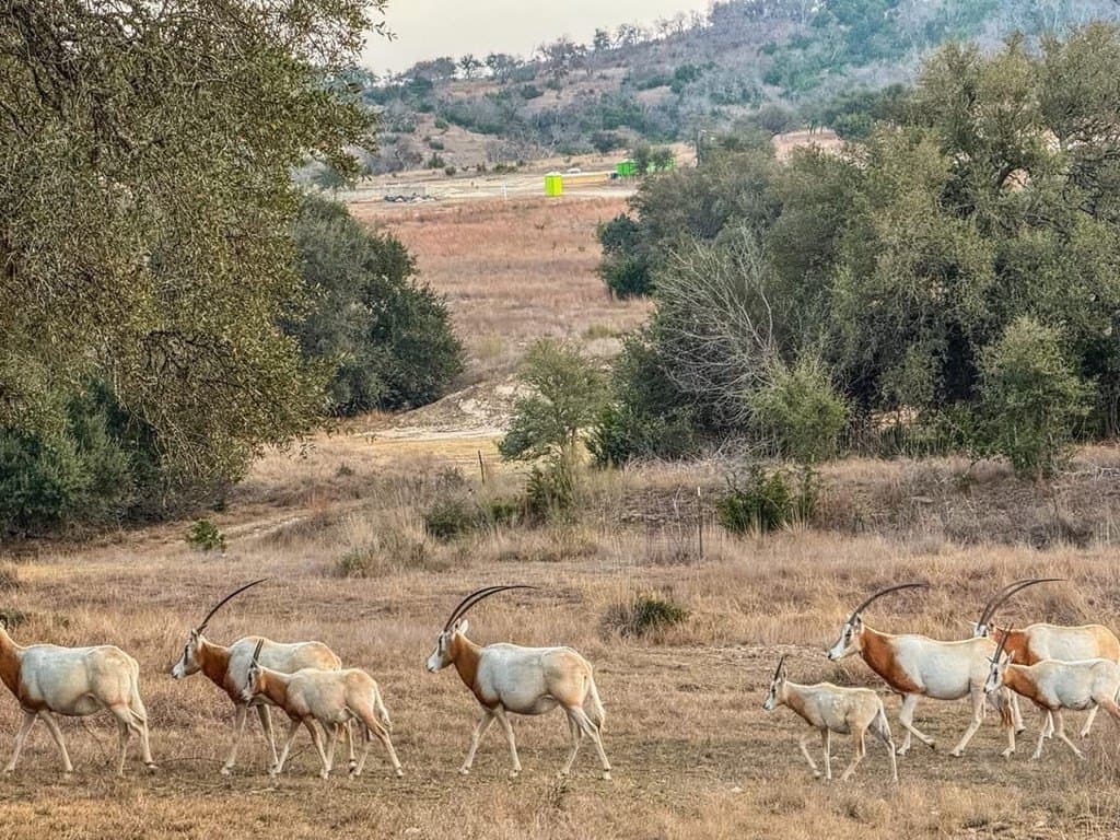 6.09 acres in Blanco County gallery image 2