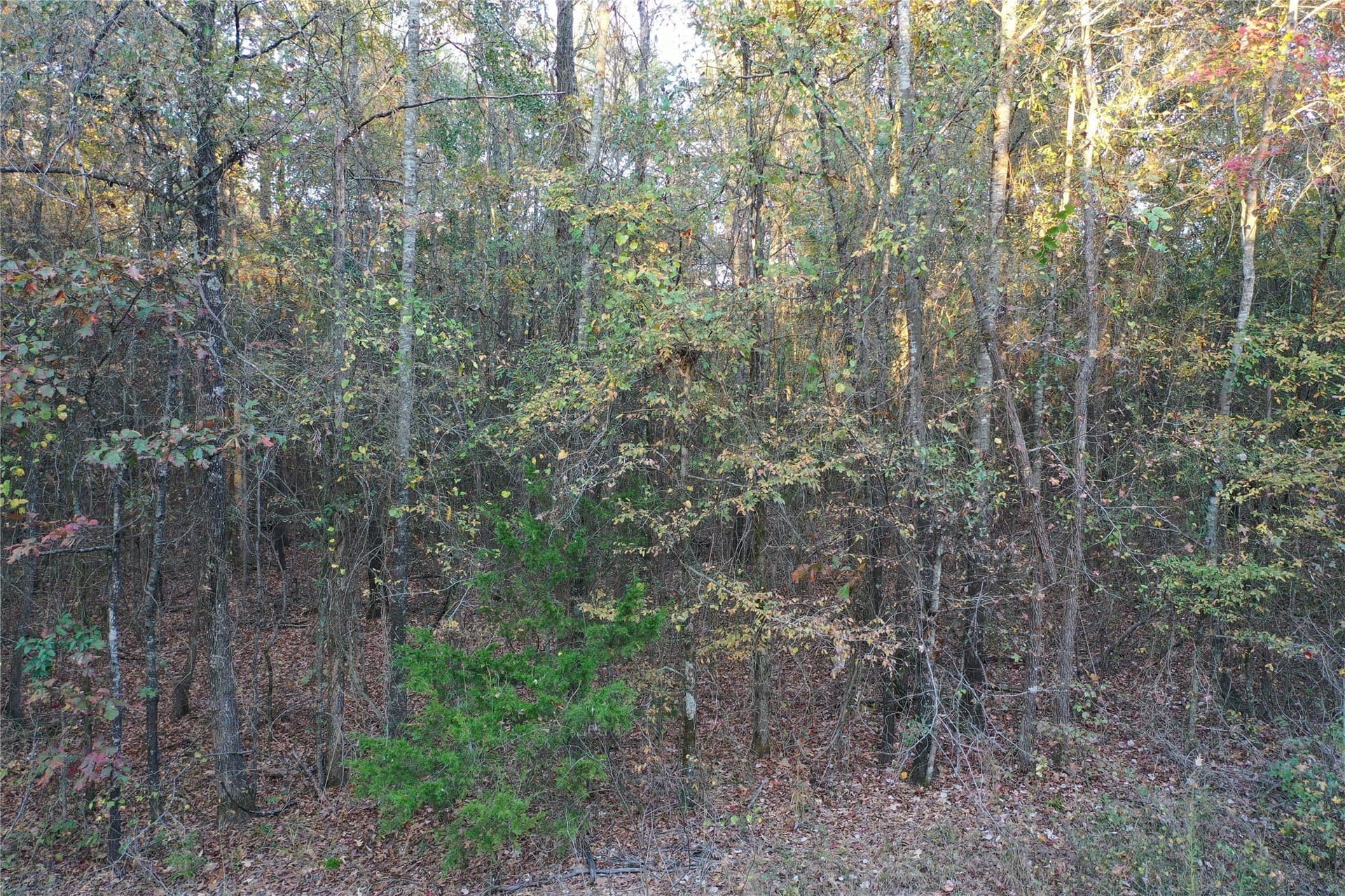 18.46 acres in Cass County - photo 17