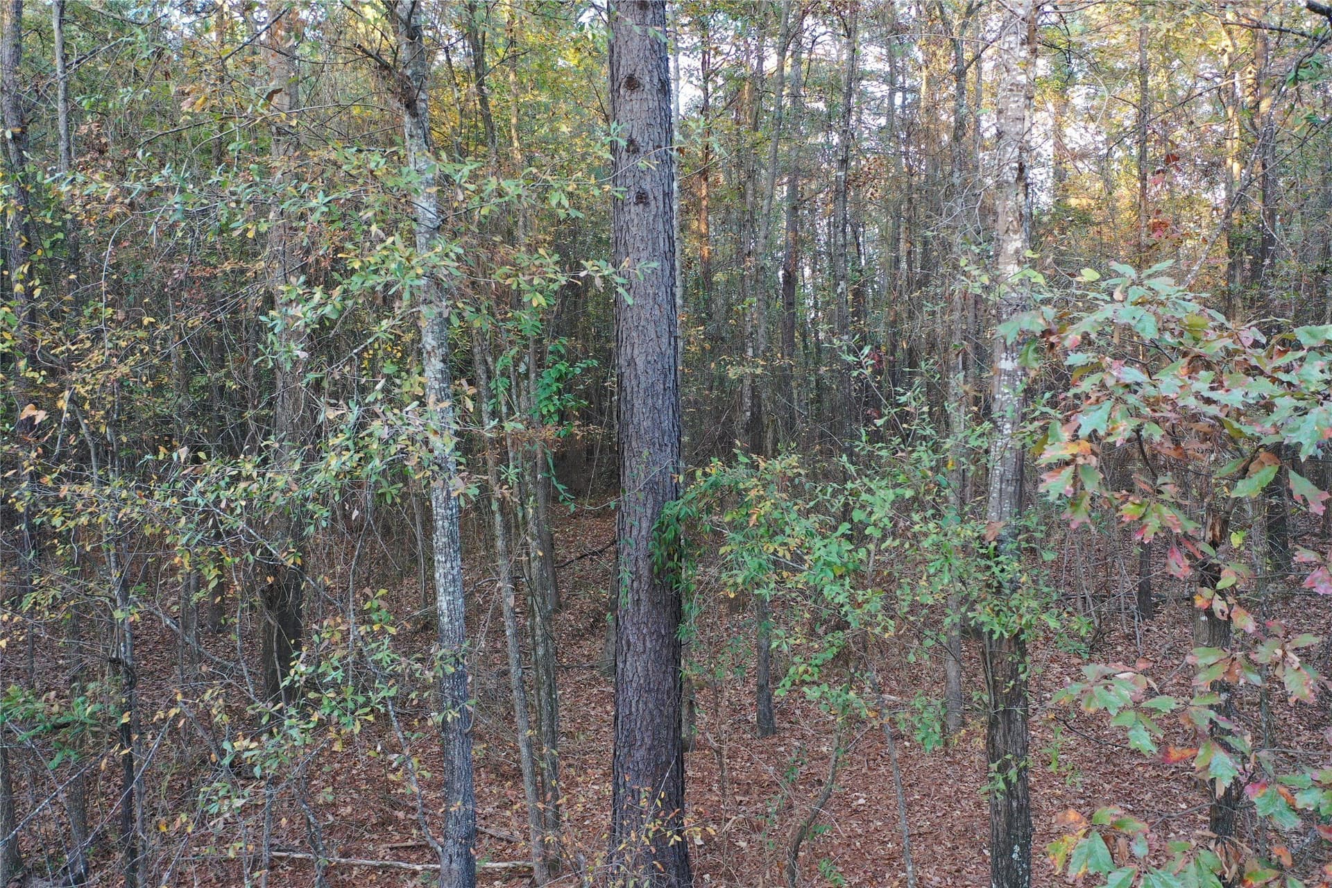 18.46 acres in Cass County - photo 16