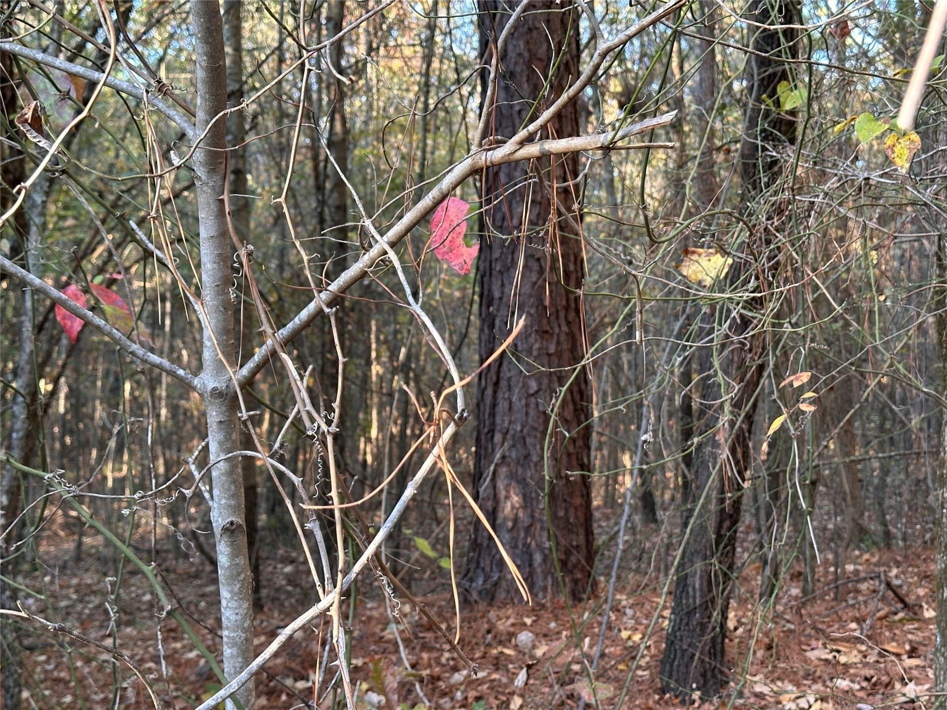 18.46 acres in Cass County - photo 35