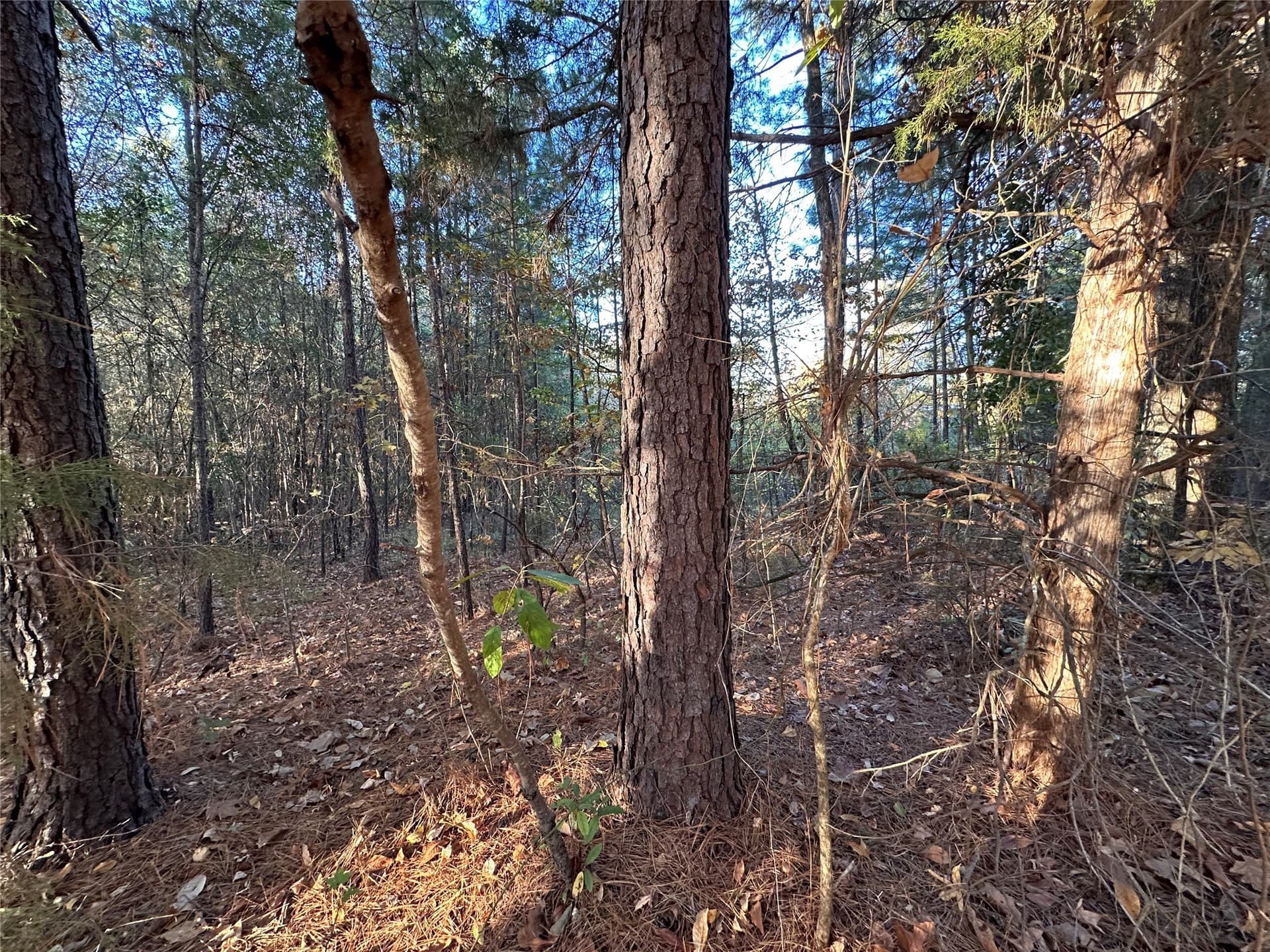 18.46 acres in Cass County - photo 33