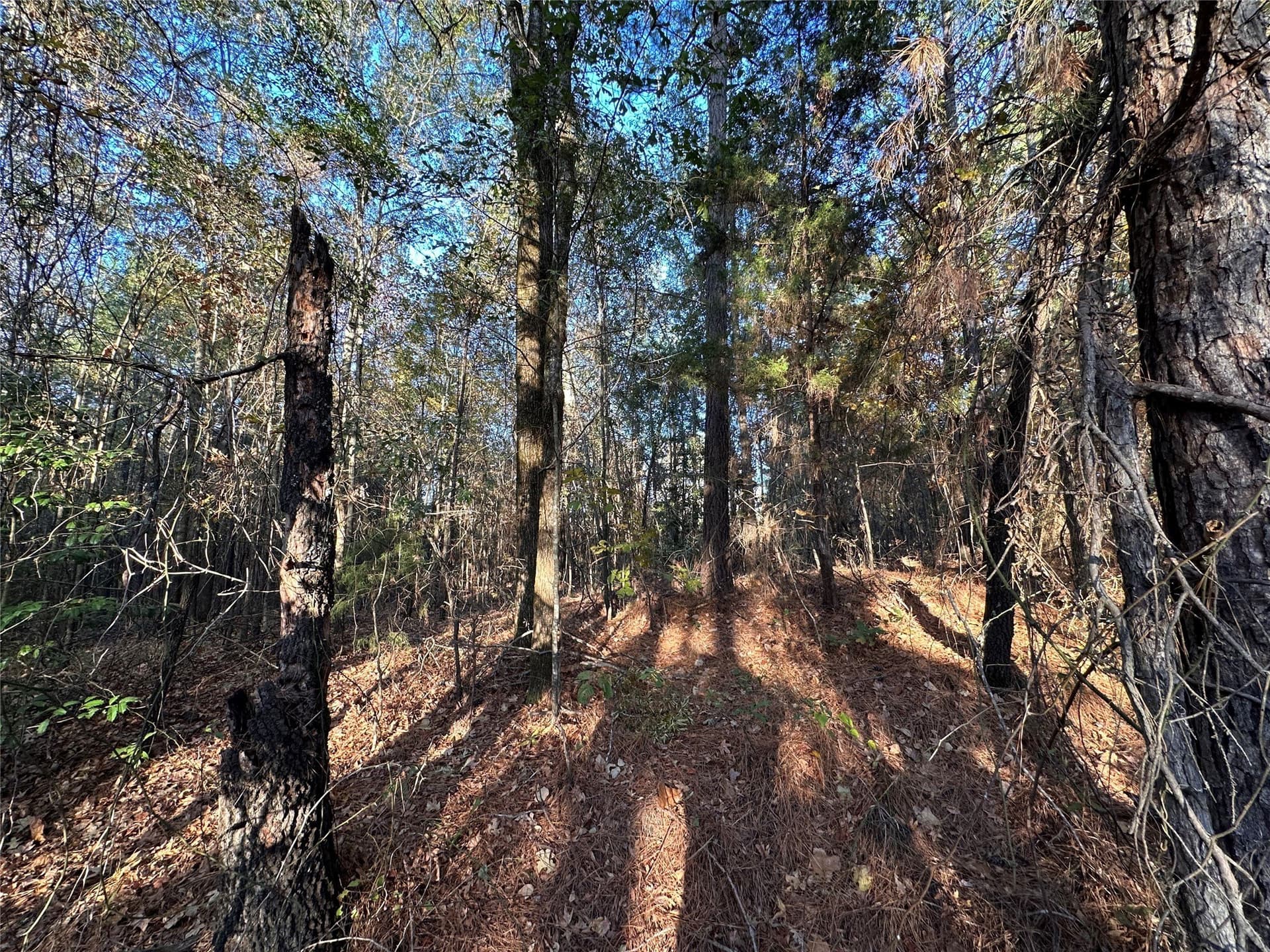 18.46 acres in Cass County - photo 34