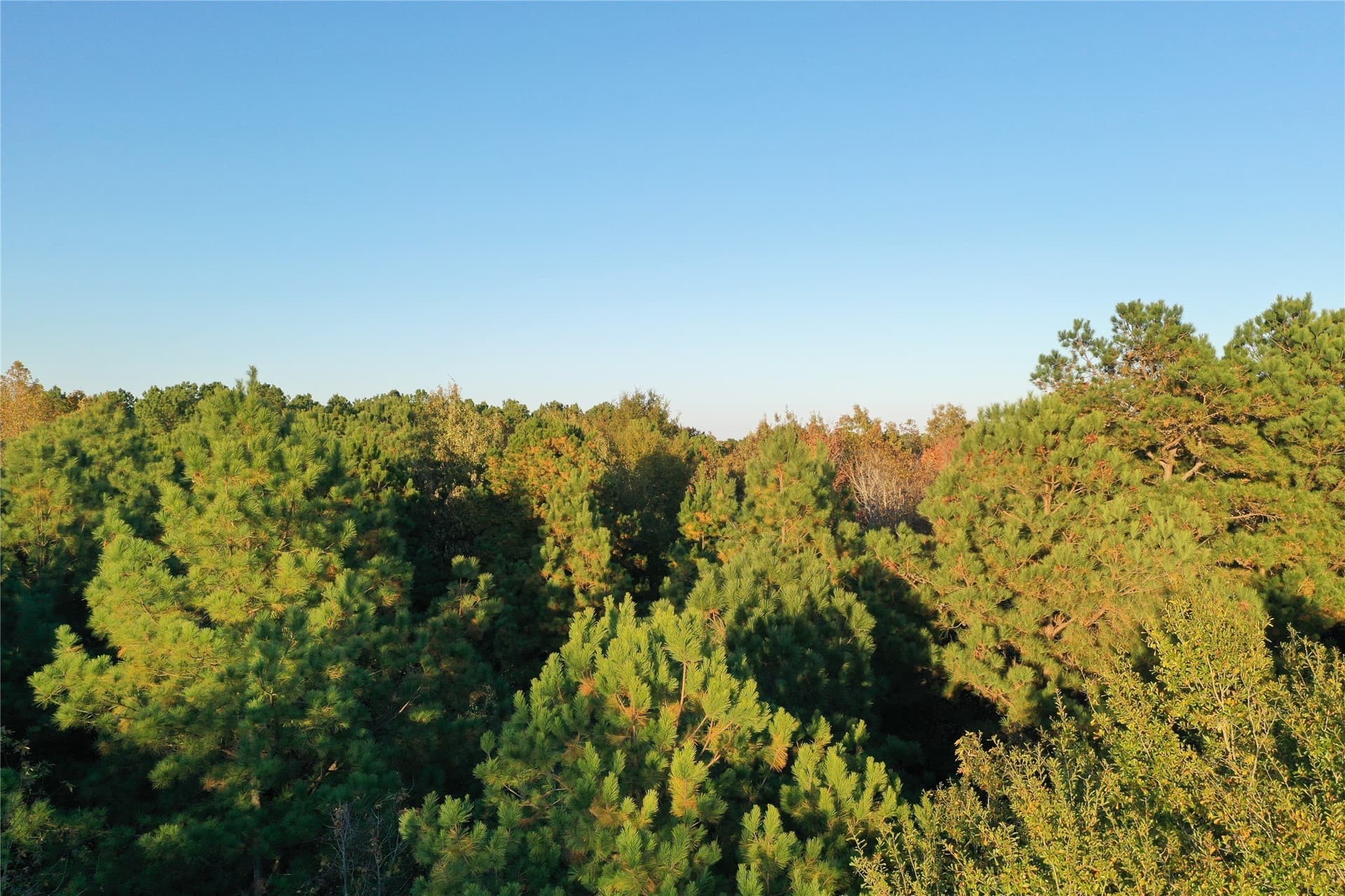 18.46 acres in Cass County gallery image 4
