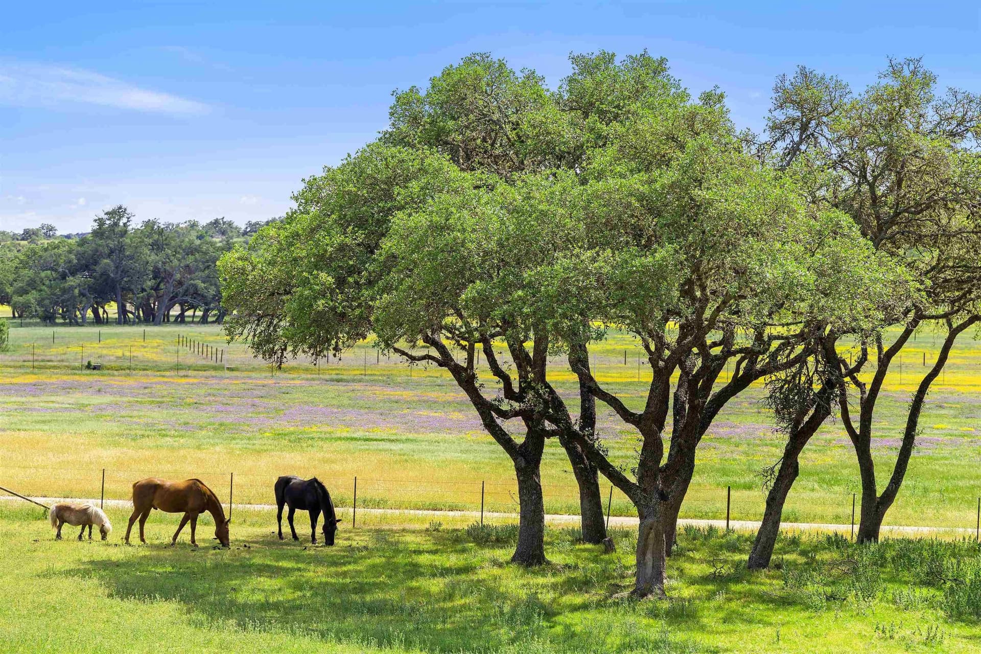 92.05 acres in Blanco County gallery image 4