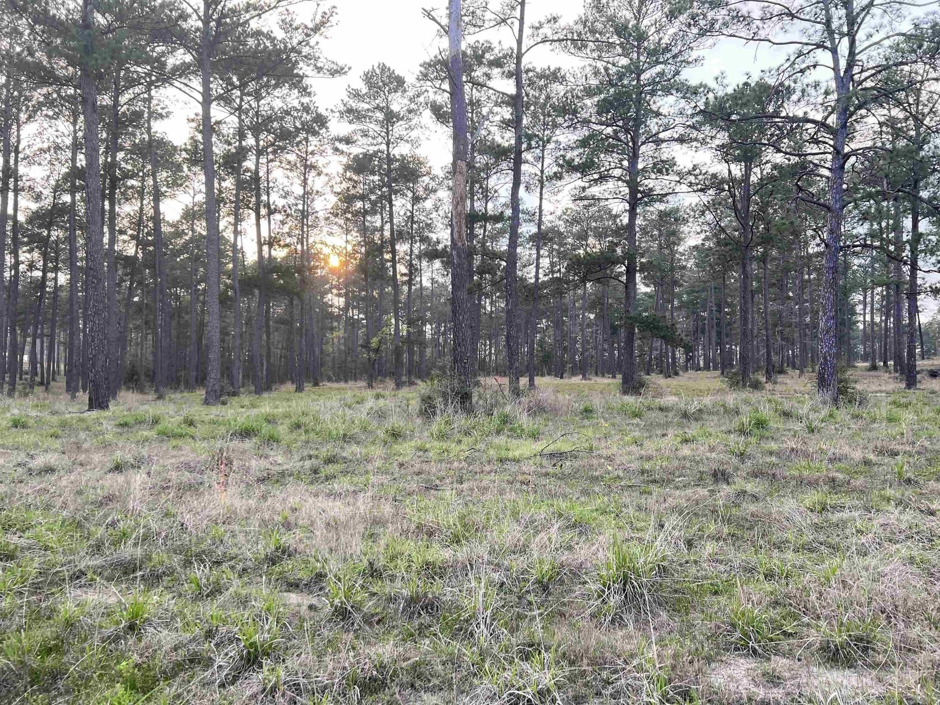 2.2 acres in Texas County gallery image 4