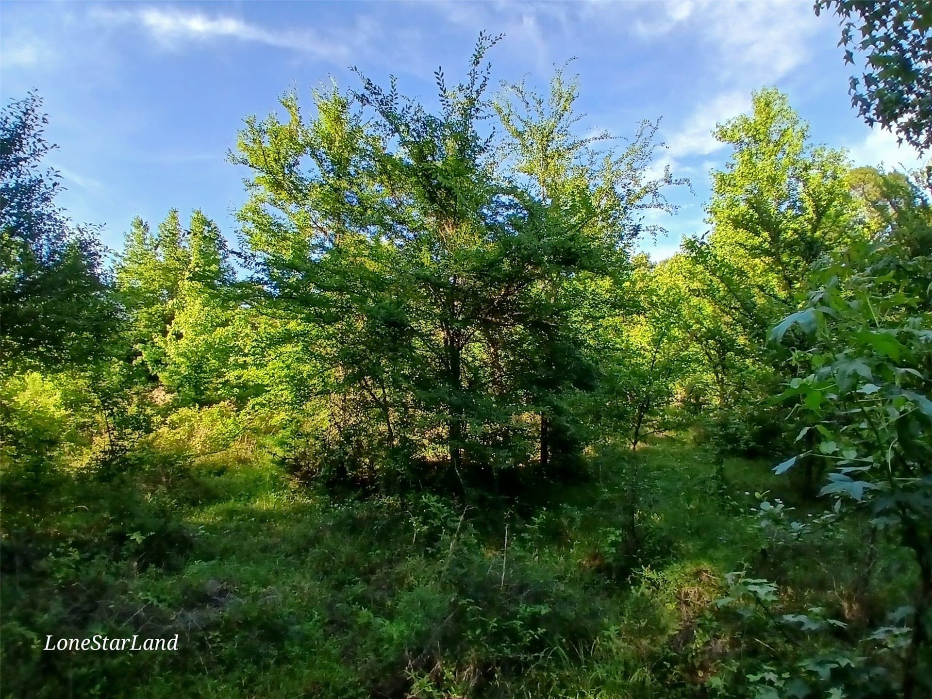 1 acres in Camp County - photo 22