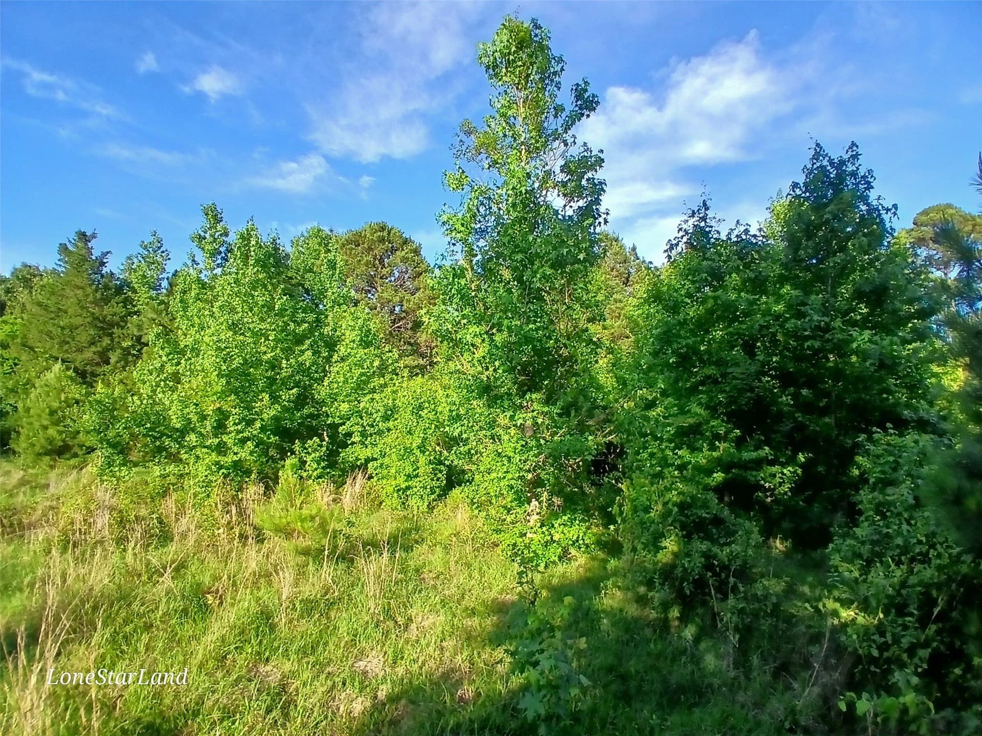 1 acres in Camp County - photo 17