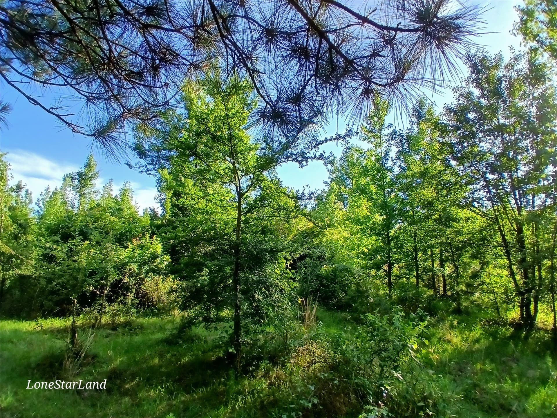 1 acres in Camp County - photo 13