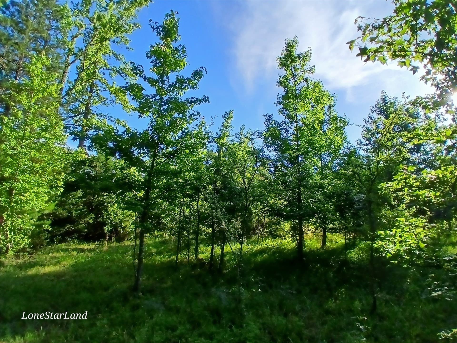 1 acres in Camp County - photo 9