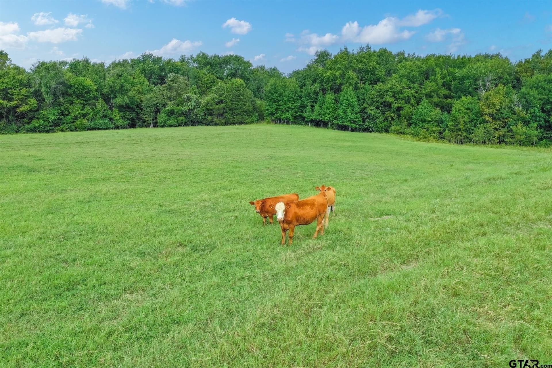 51 acres in Van Zandt County featured view