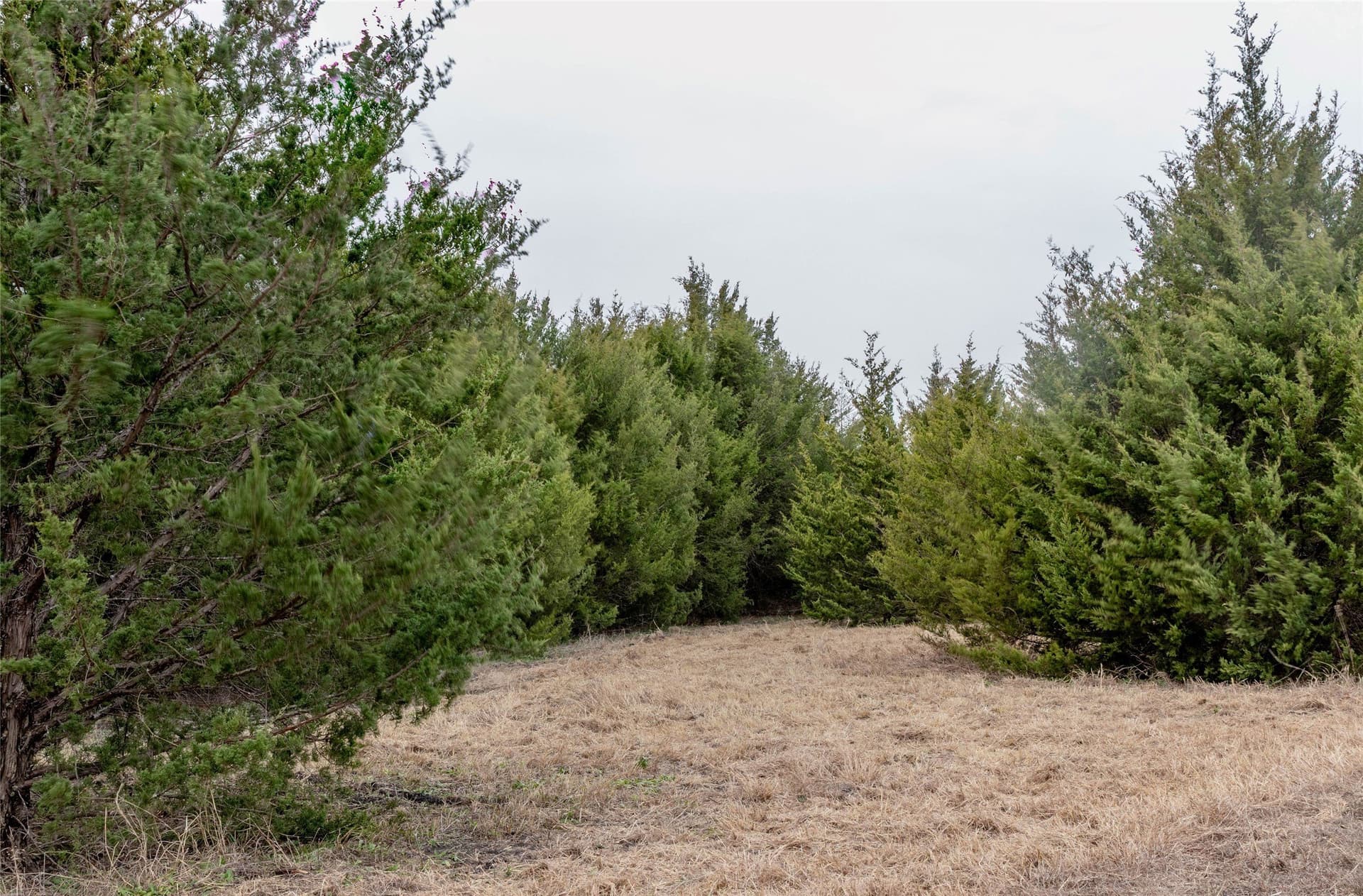 10 acres in Collin County - photo 8