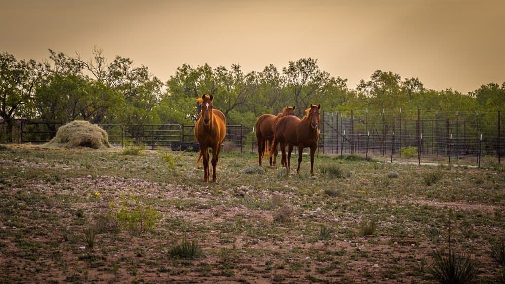 21 acres in Scurry County - photo 51