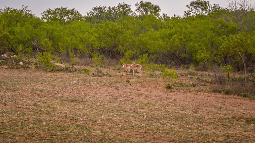 21 acres in Scurry County - photo 47