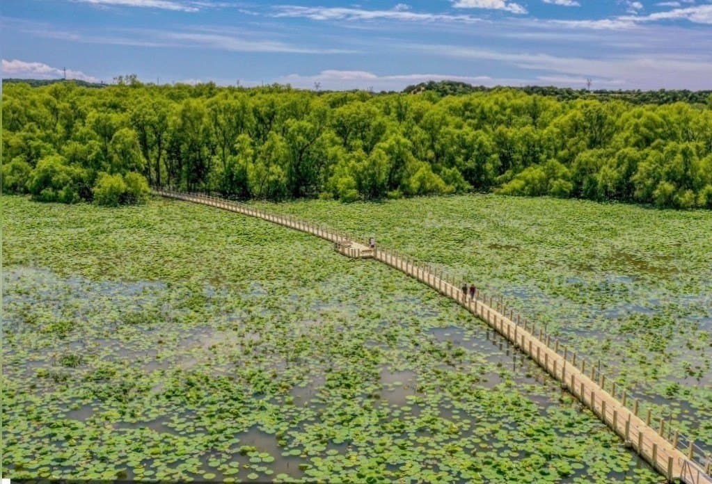 2.01 acres in Parker County - photo 5