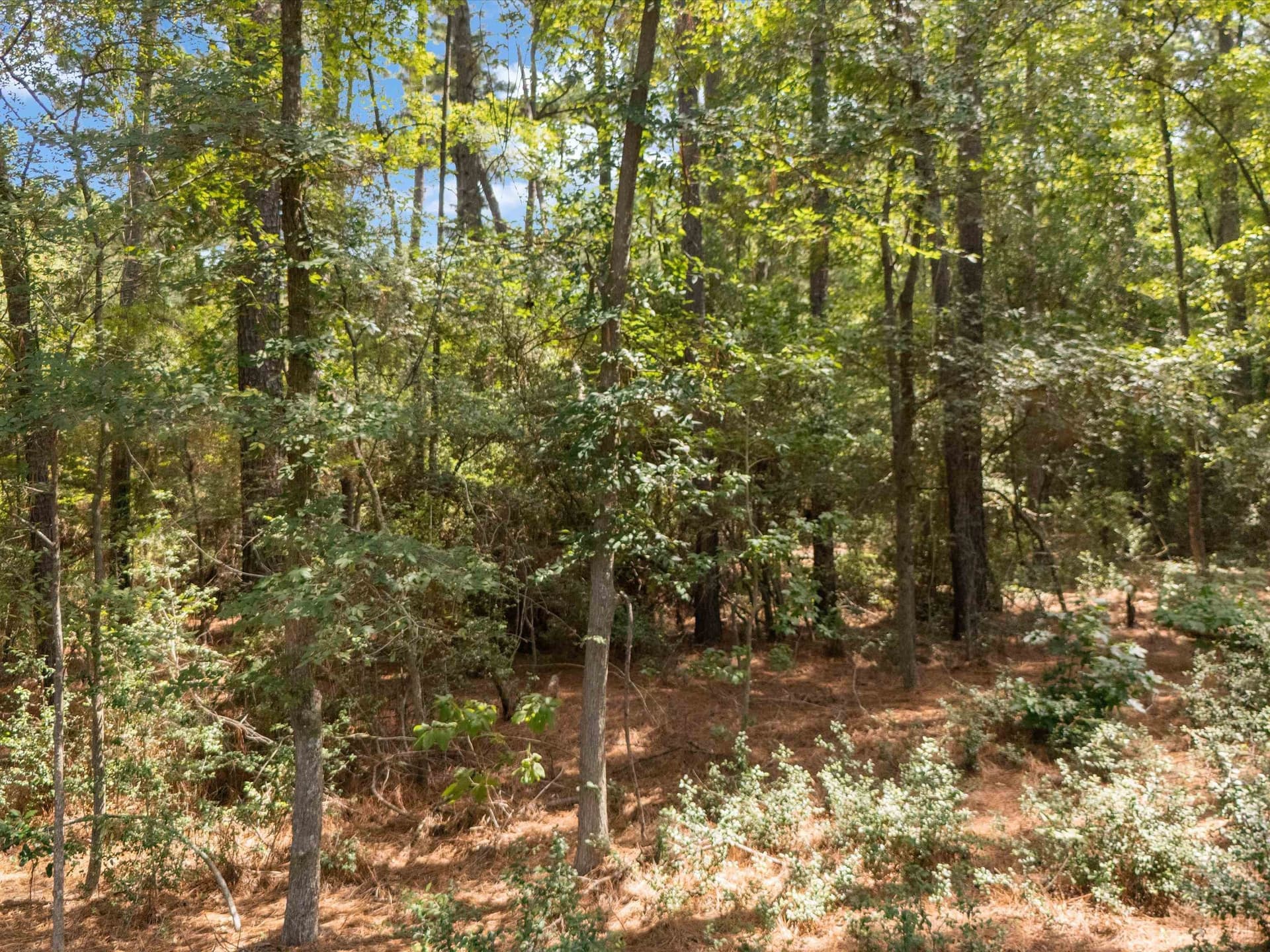 5.5 acres in Upshur County - photo 8