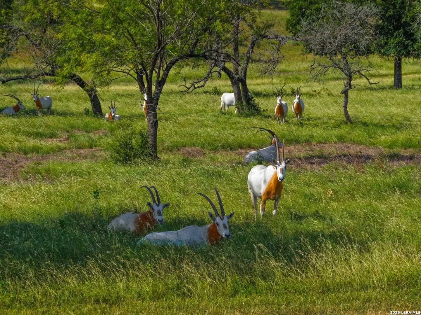 620 acres in Bandera County - photo 22