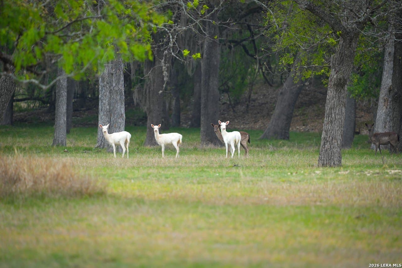 620 acres in Bandera County - photo 29