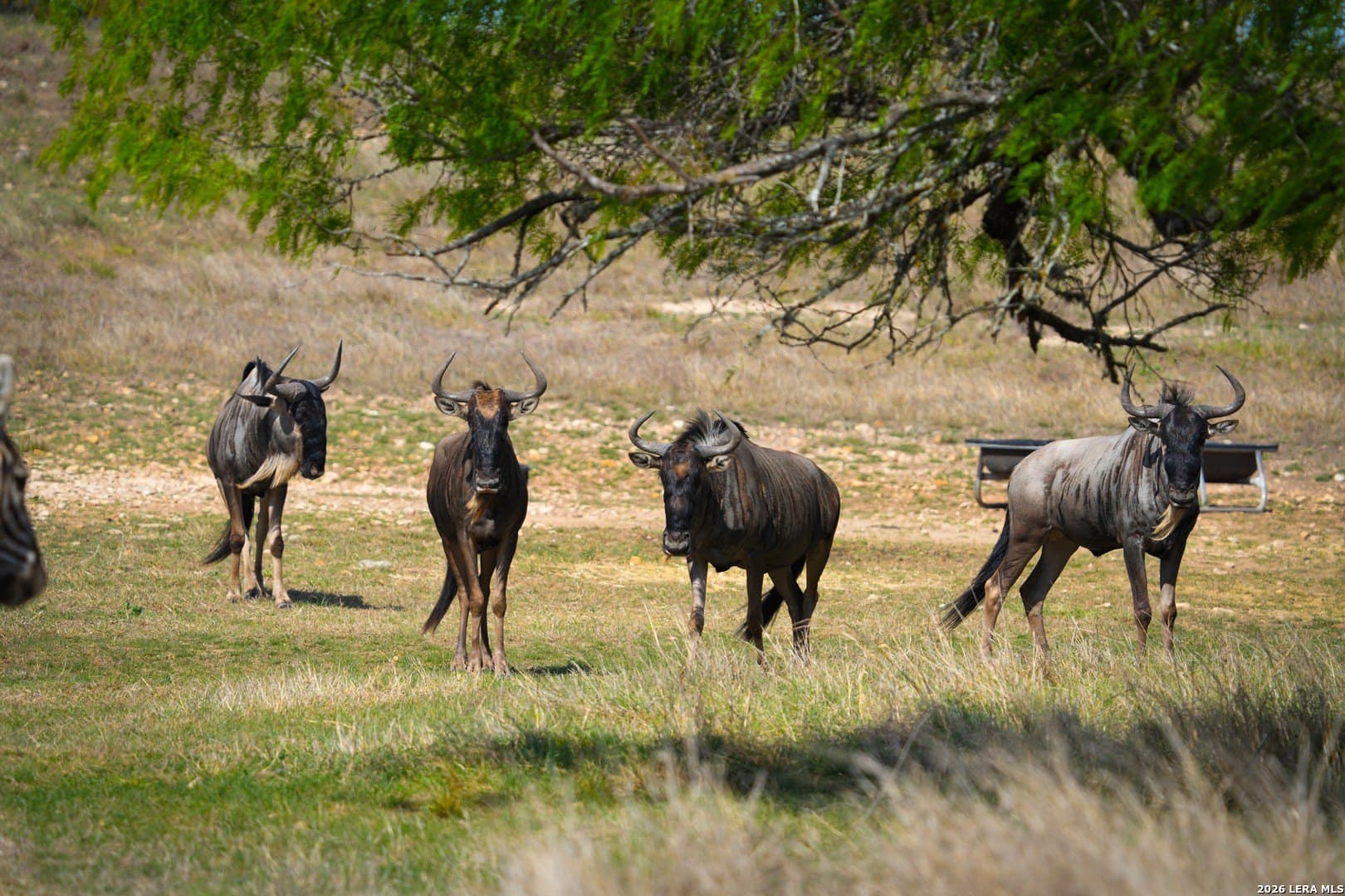620 acres in Bandera County - photo 26