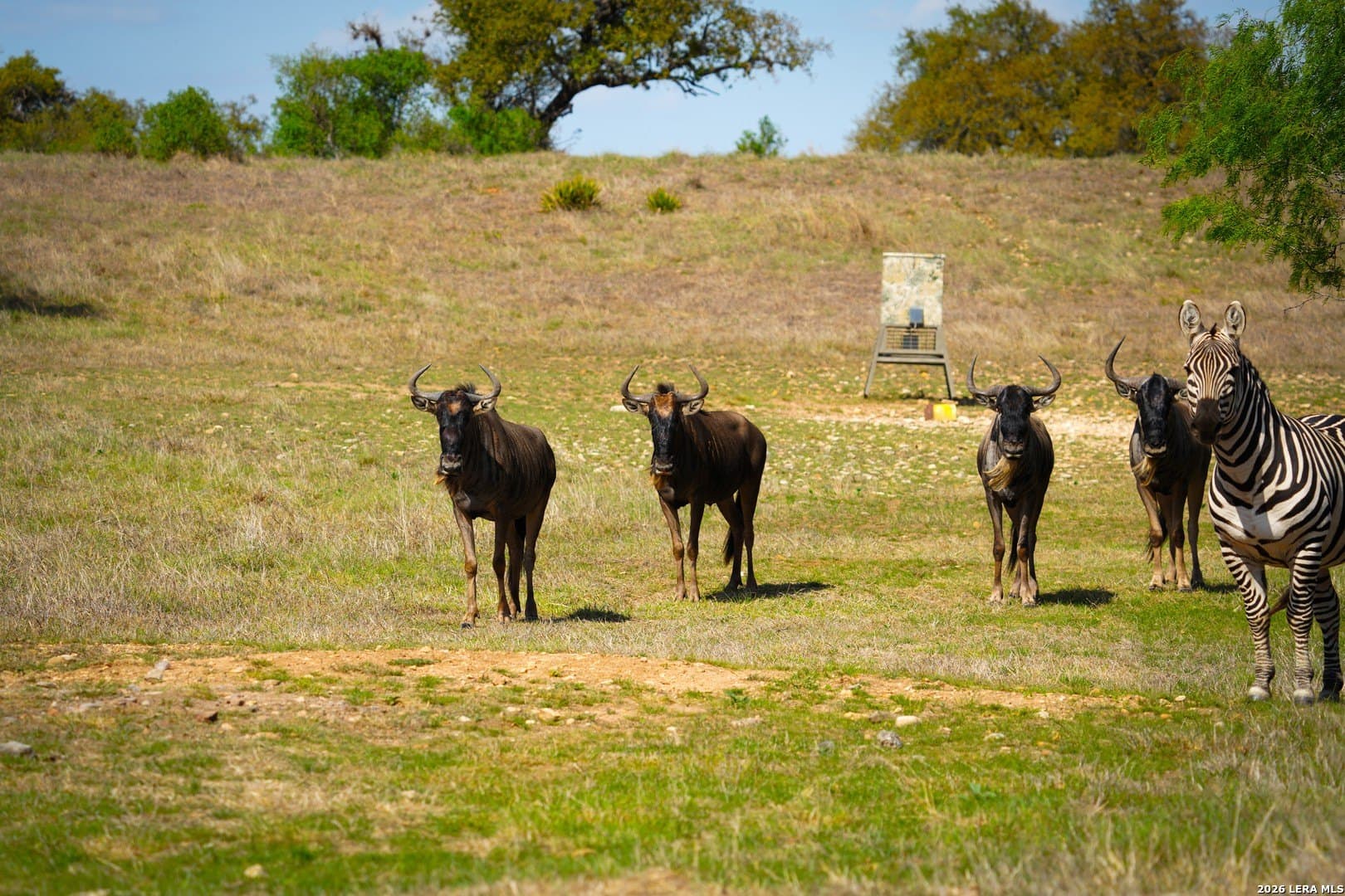 620 acres in Bandera County - photo 21