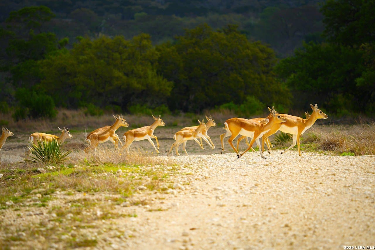 620 acres in Bandera County - photo 25
