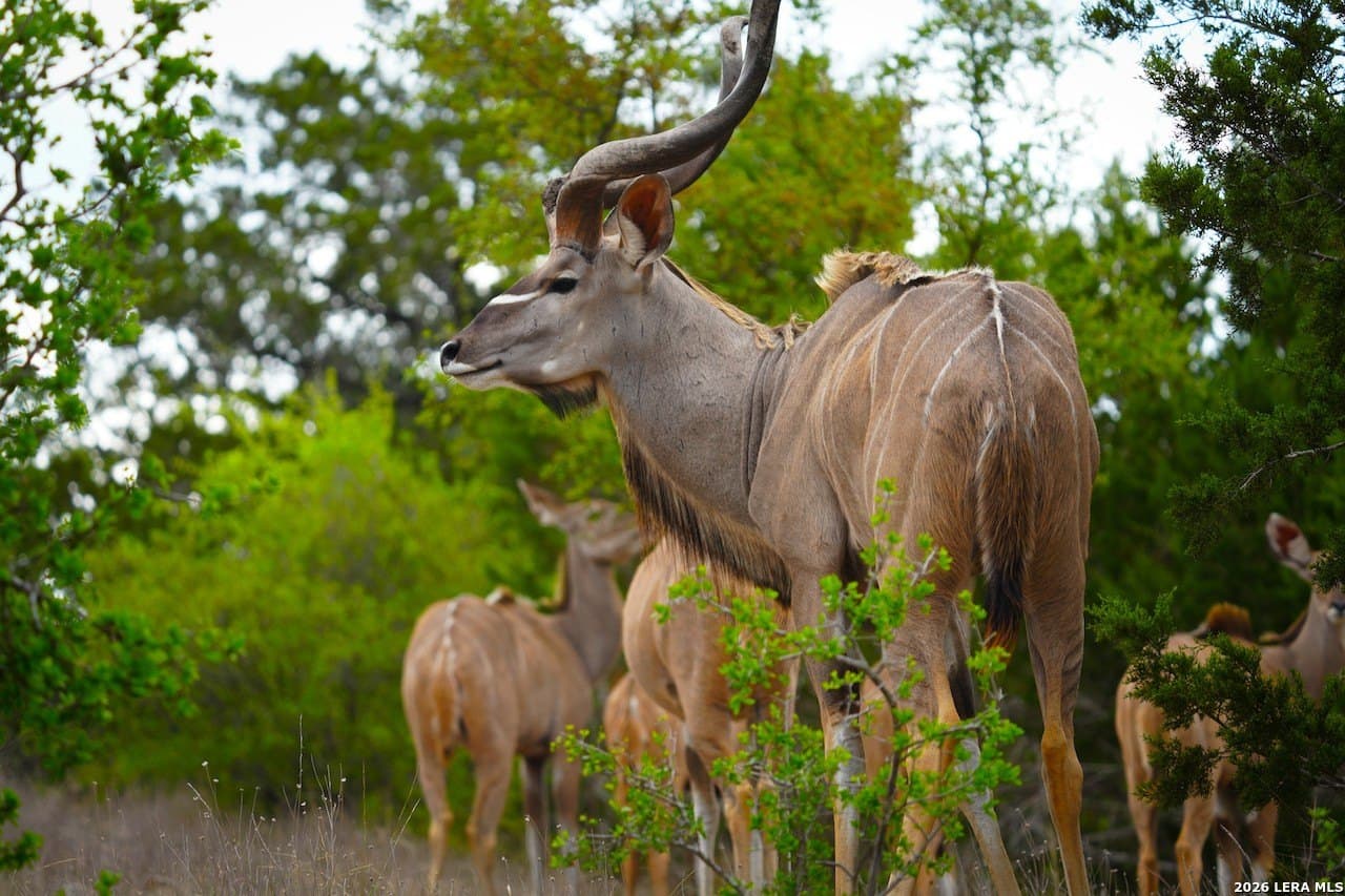 620 acres in Bandera County - photo 27