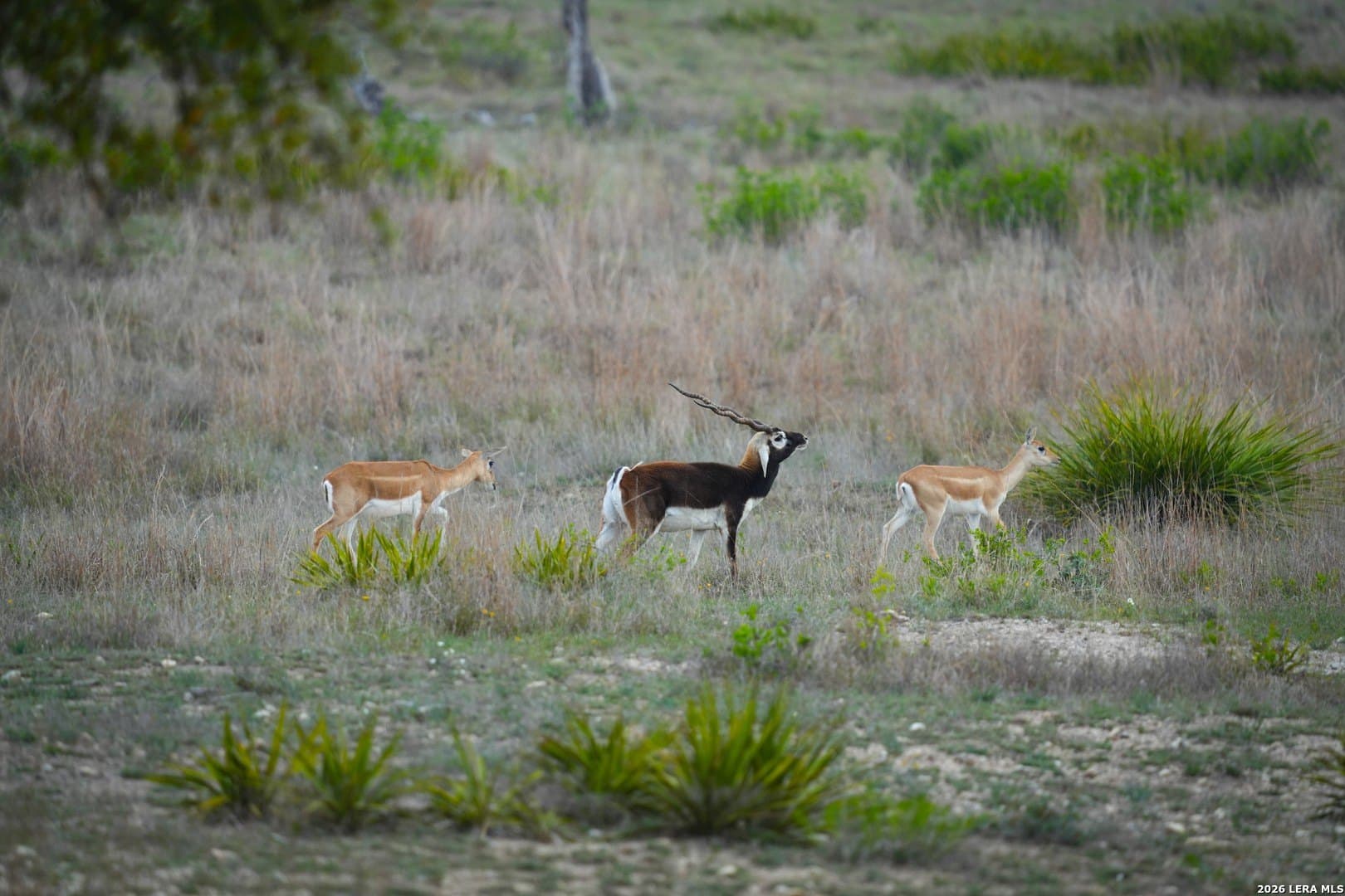 620 acres in Bandera County - photo 23