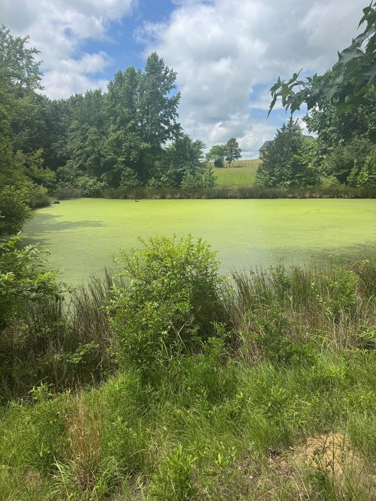 15.03 acres in Henderson County gallery image 3