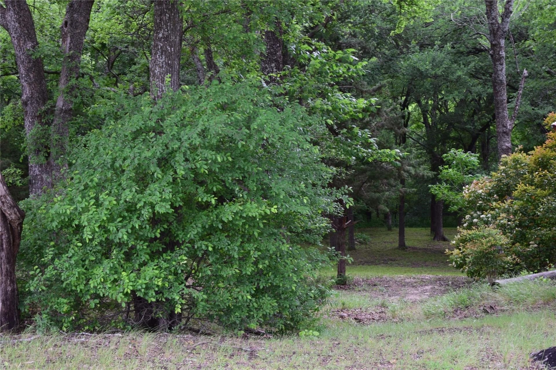 2.01 acres in Collin County - photo 6