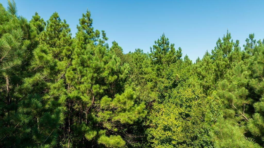 18.11 acres in Texas County - photo 2