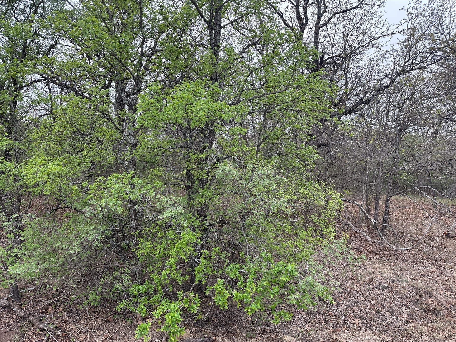 0.24 acres in Wise County - photo 5