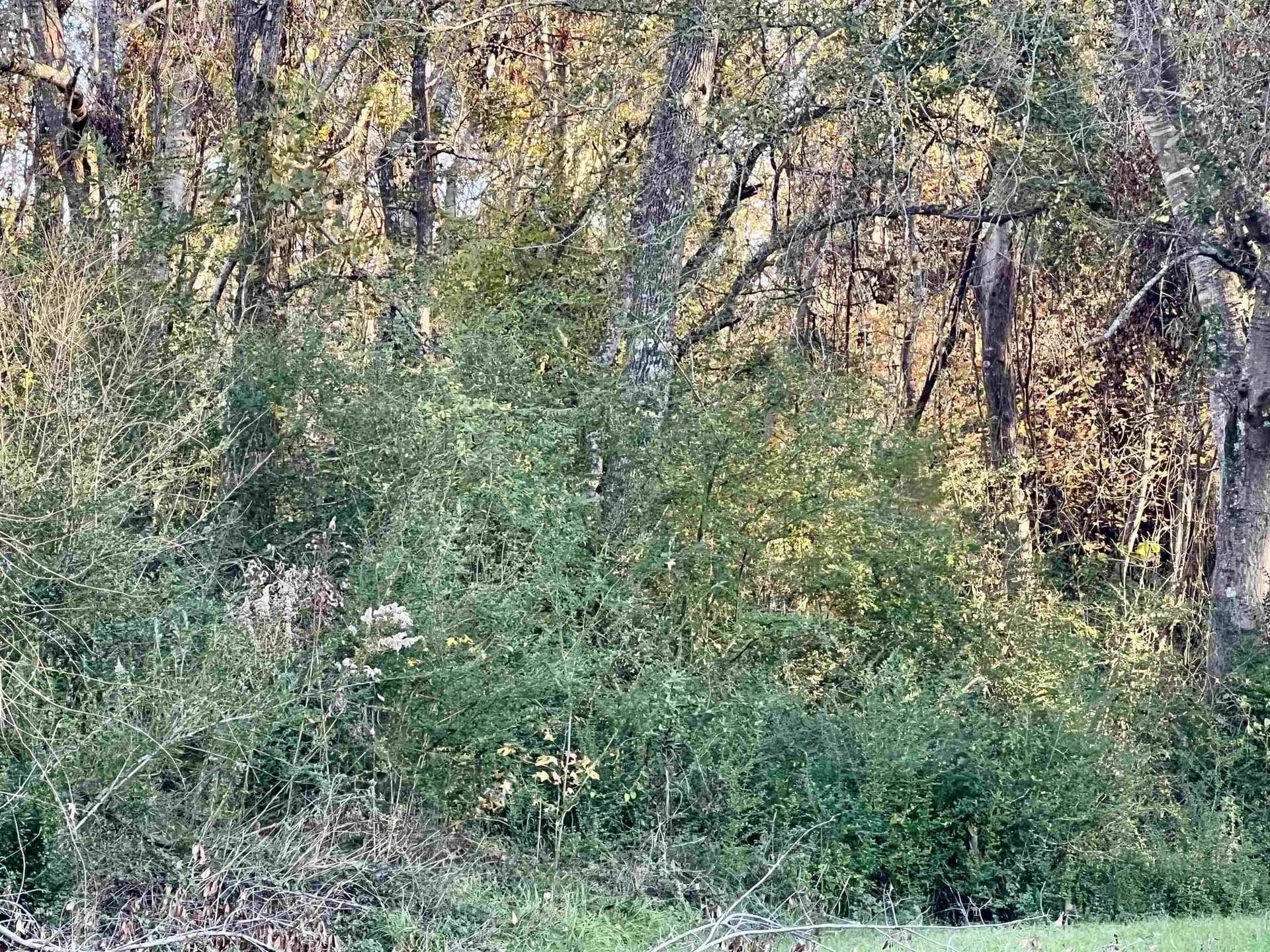 0.46 acres in Harrison County gallery image 3