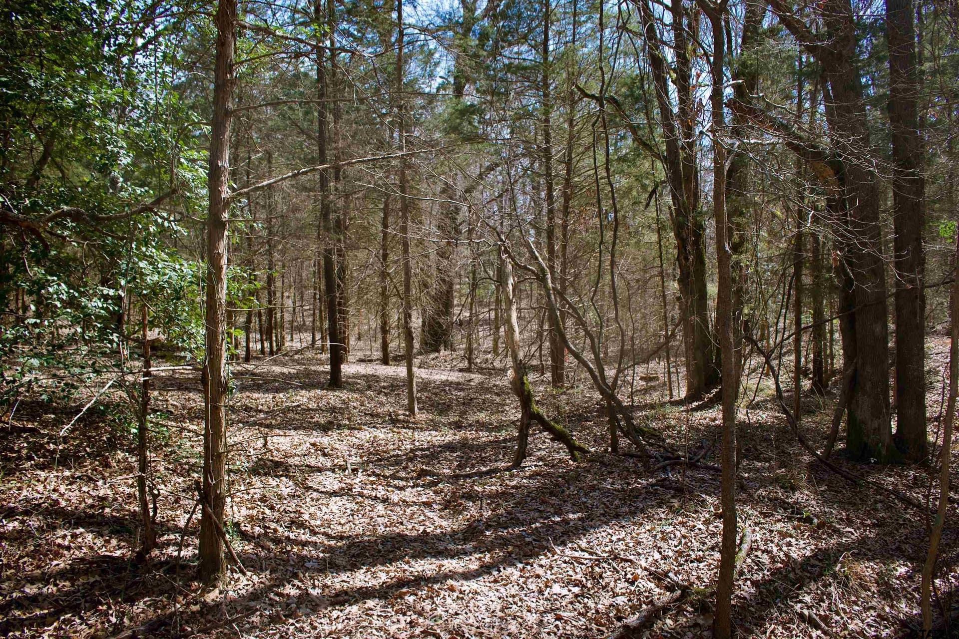 10 acres in Smith County - photo 8