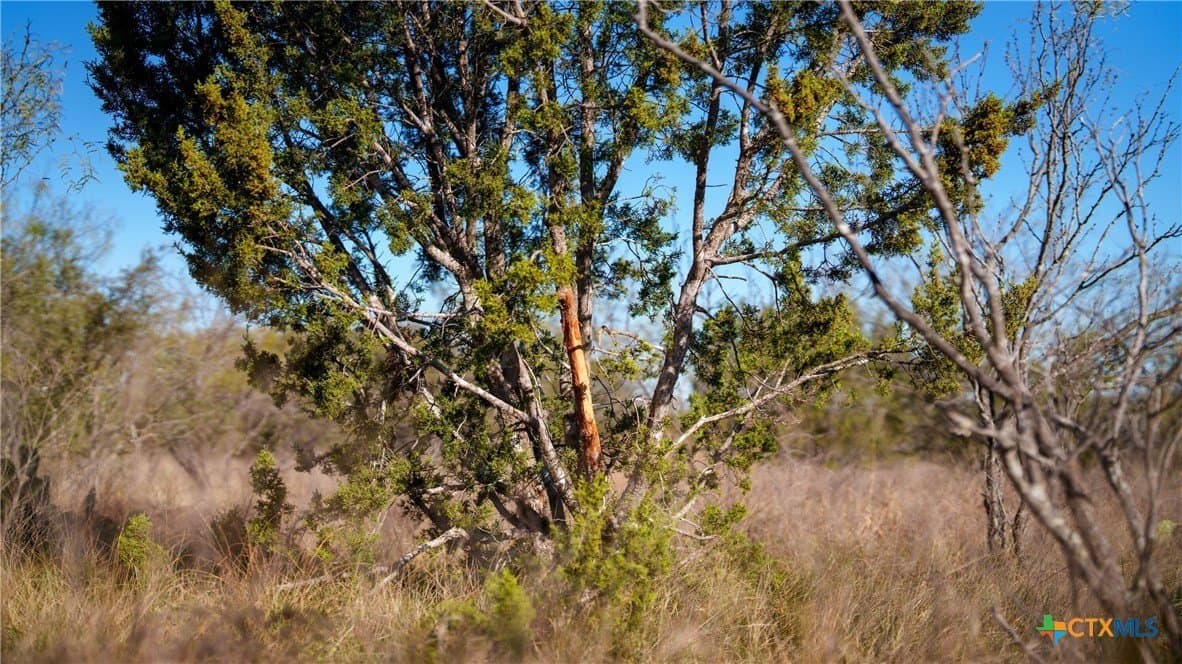 400 acres in McCulloch County gallery image 4