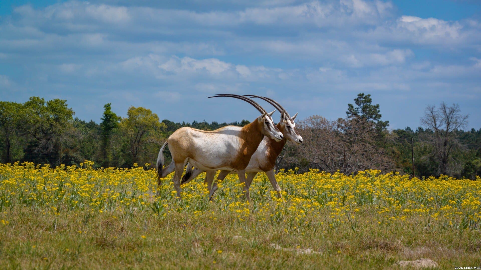 260 acres in Nacogdoches County - photo 41