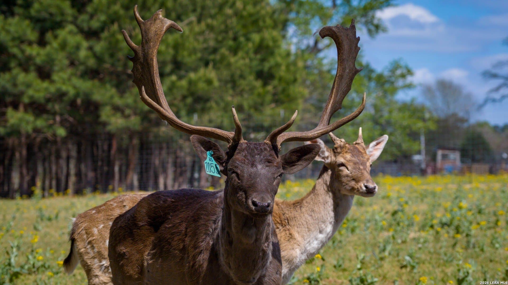 260 acres in Nacogdoches County - photo 33
