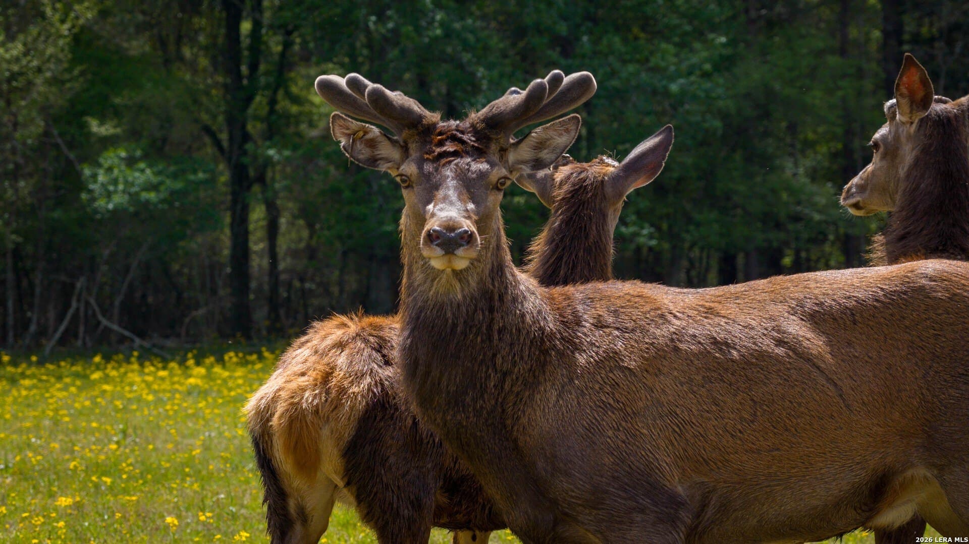 260 acres in Nacogdoches County - photo 36
