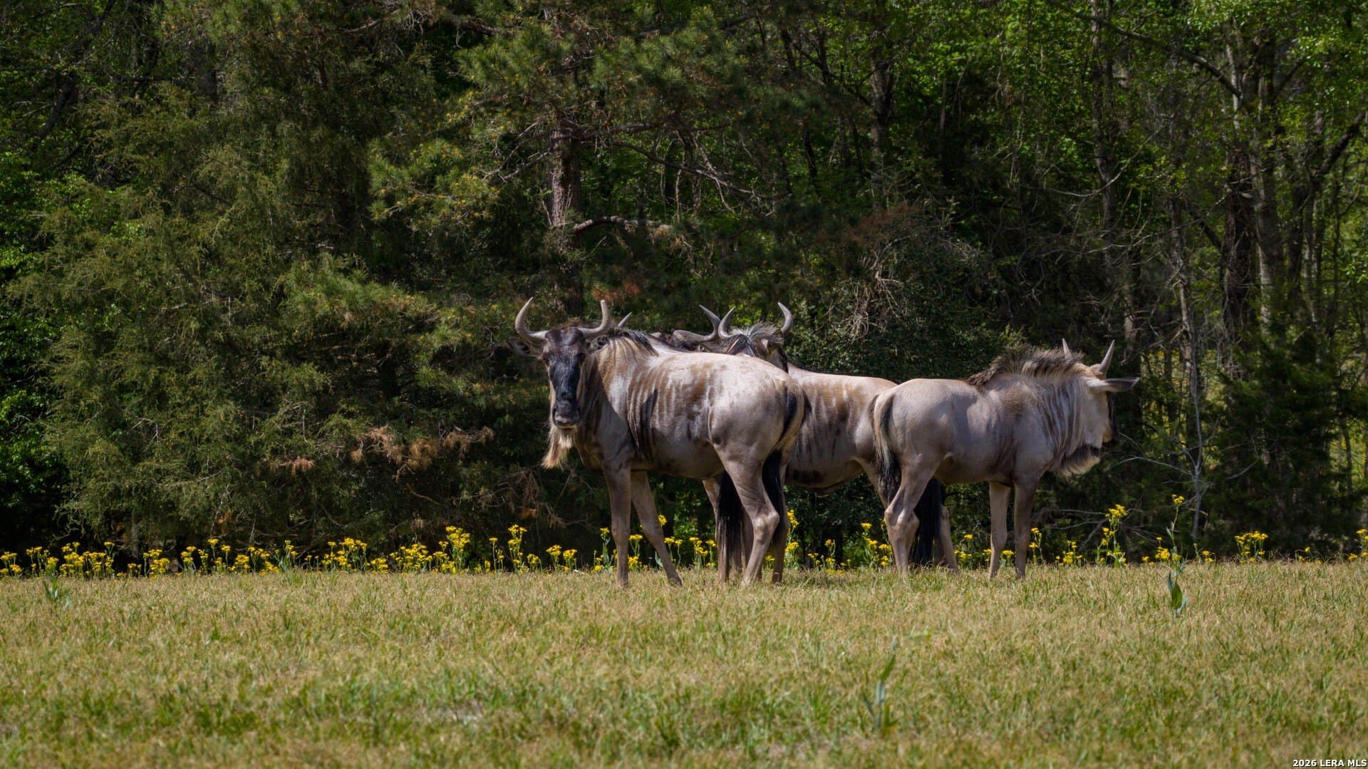 260 acres in Nacogdoches County - photo 39