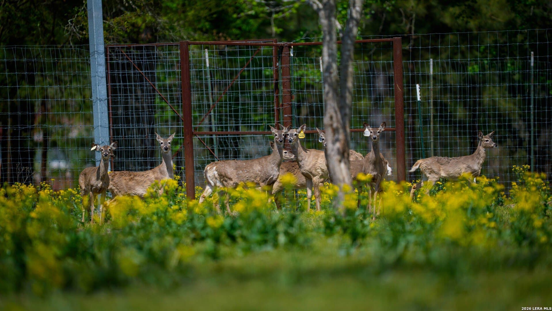 260 acres in Nacogdoches County - photo 46