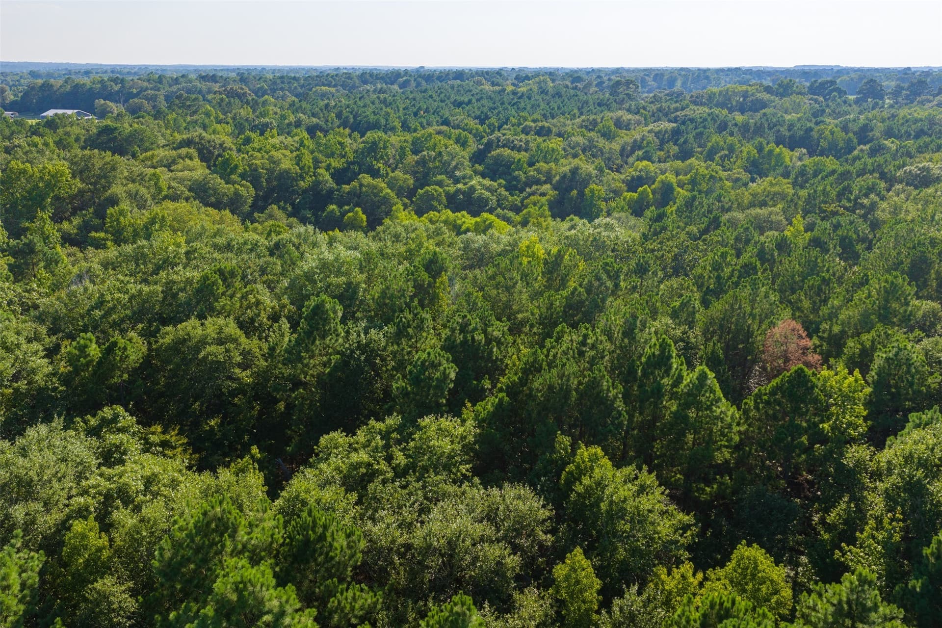 63 acres in Henderson County - photo 28