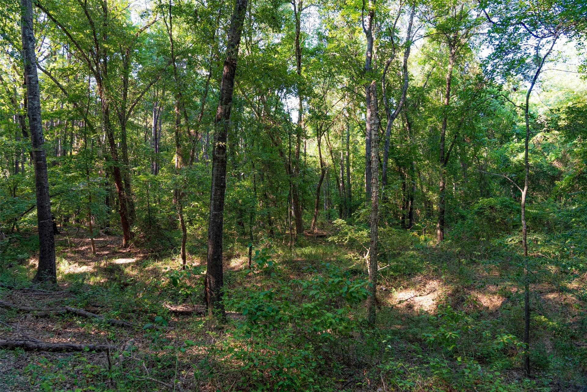 63 acres in Henderson County - photo 13