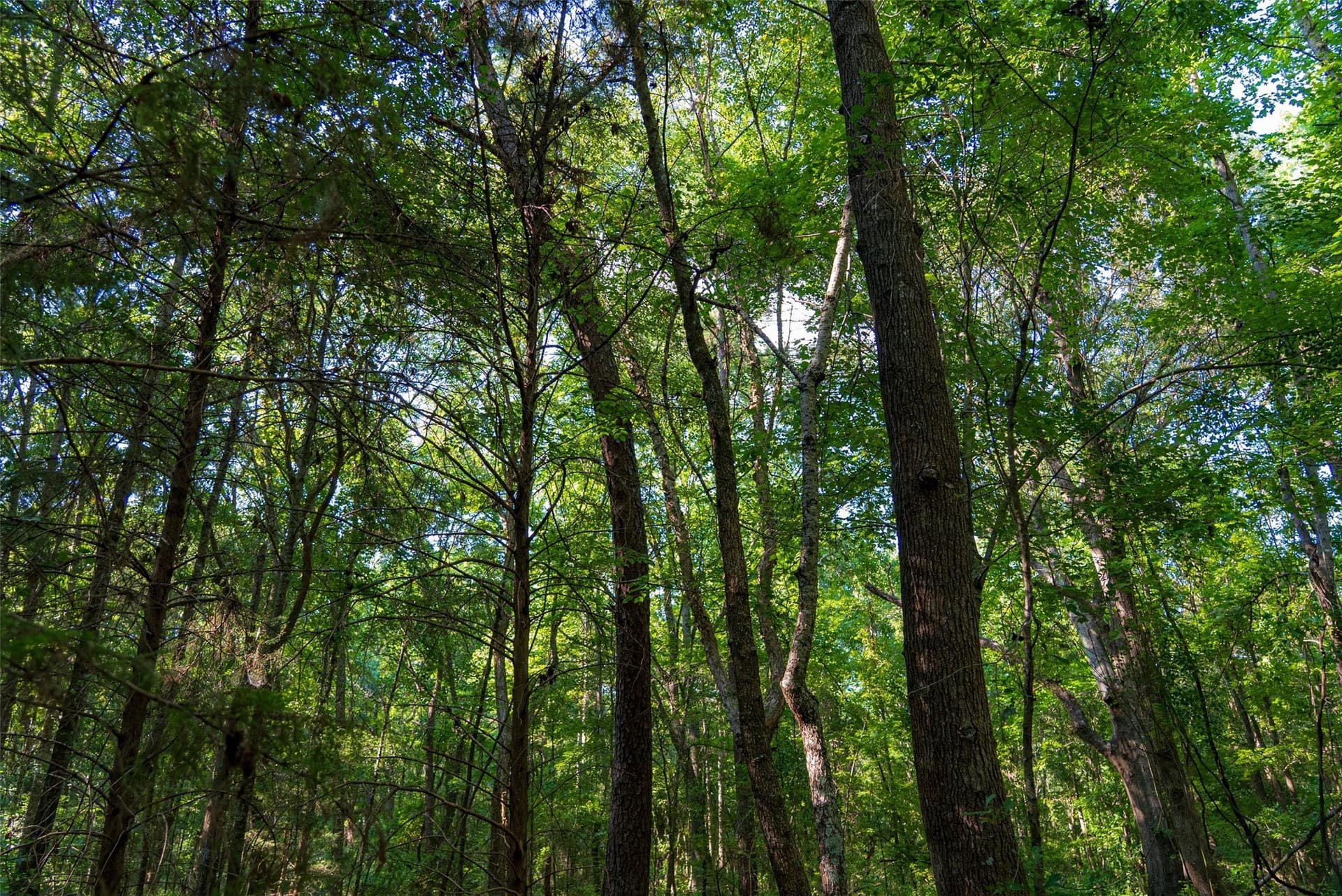 63 acres in Henderson County - photo 6