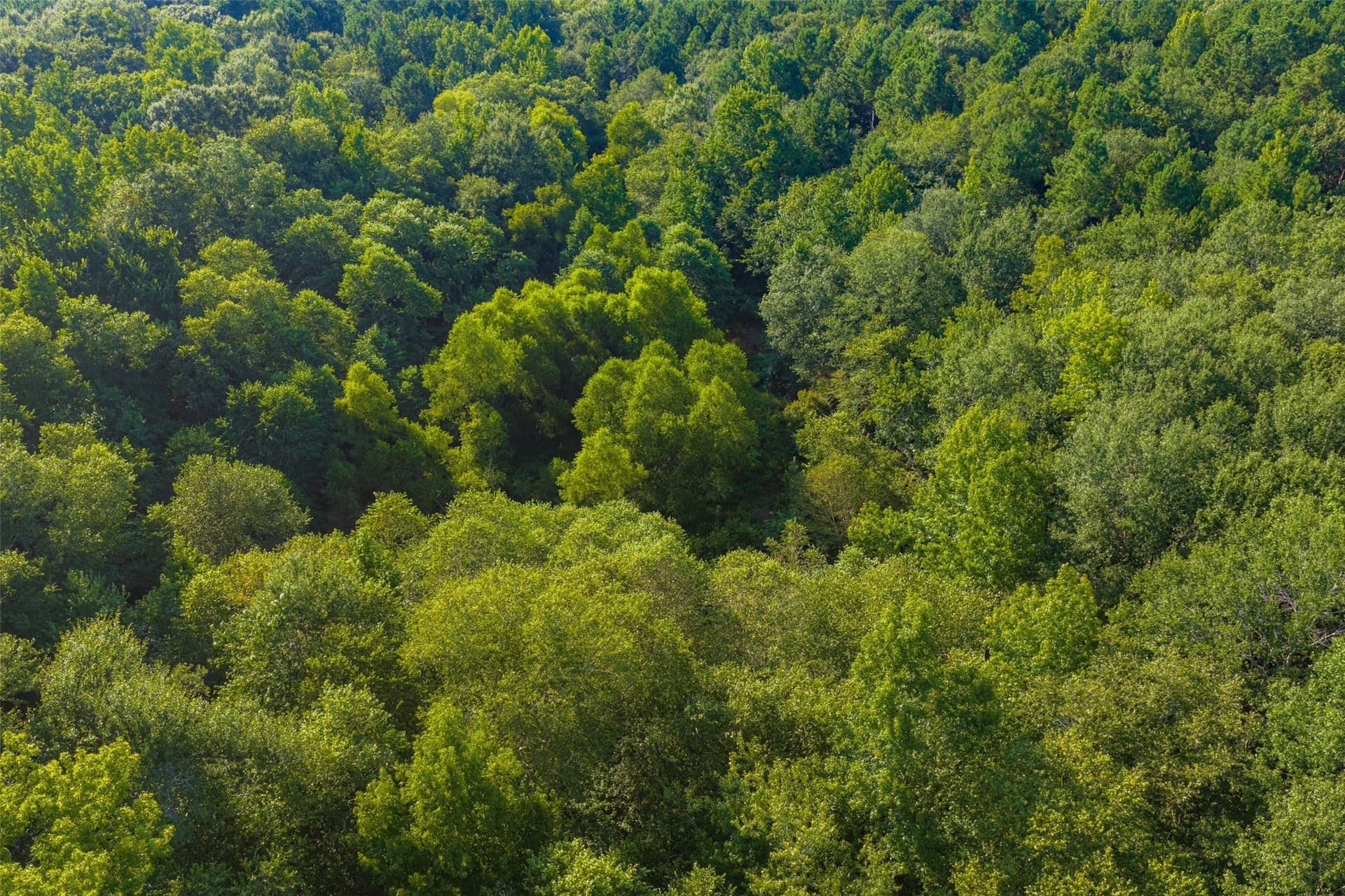 63 acres in Henderson County - photo 25