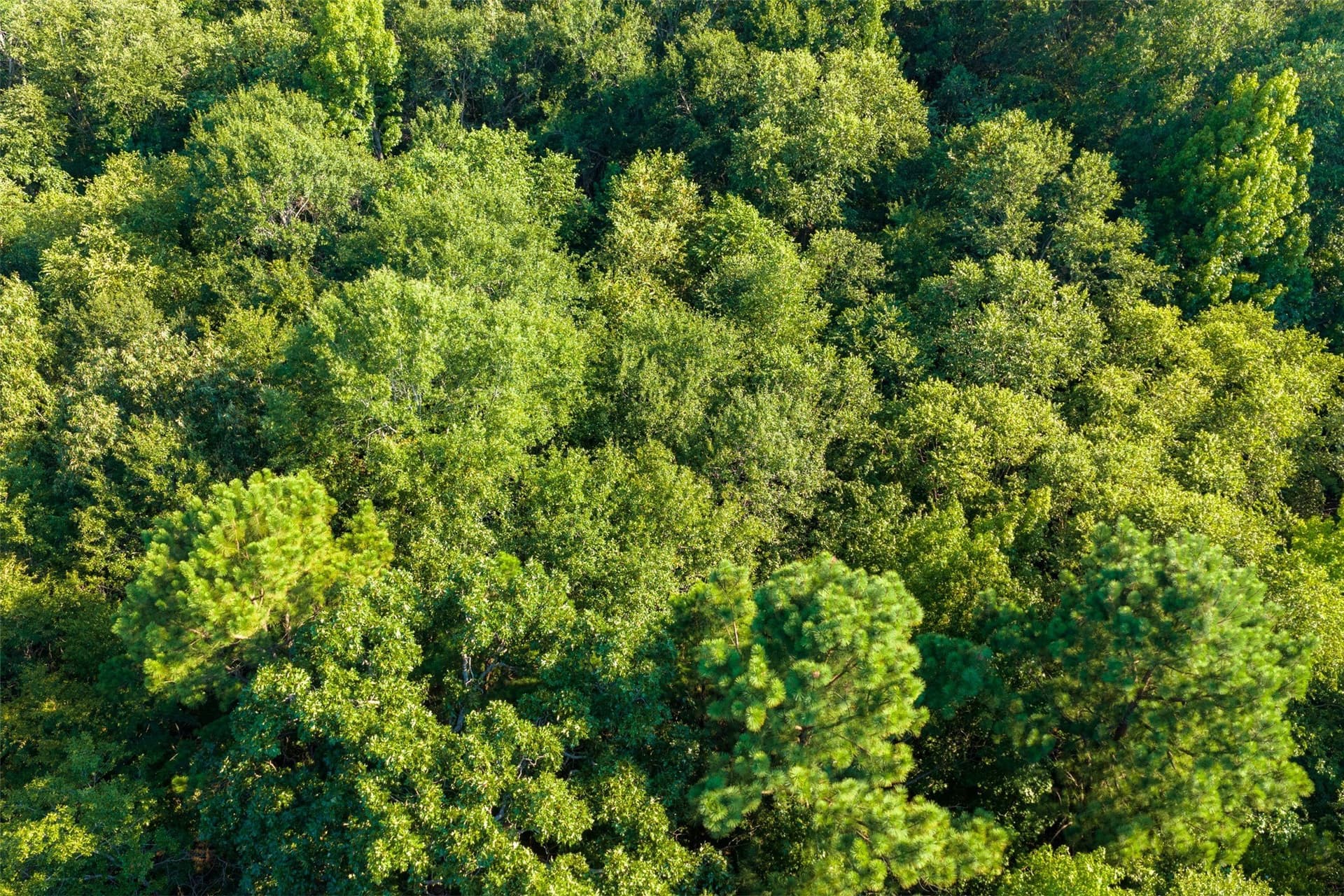 63 acres in Henderson County - photo 24