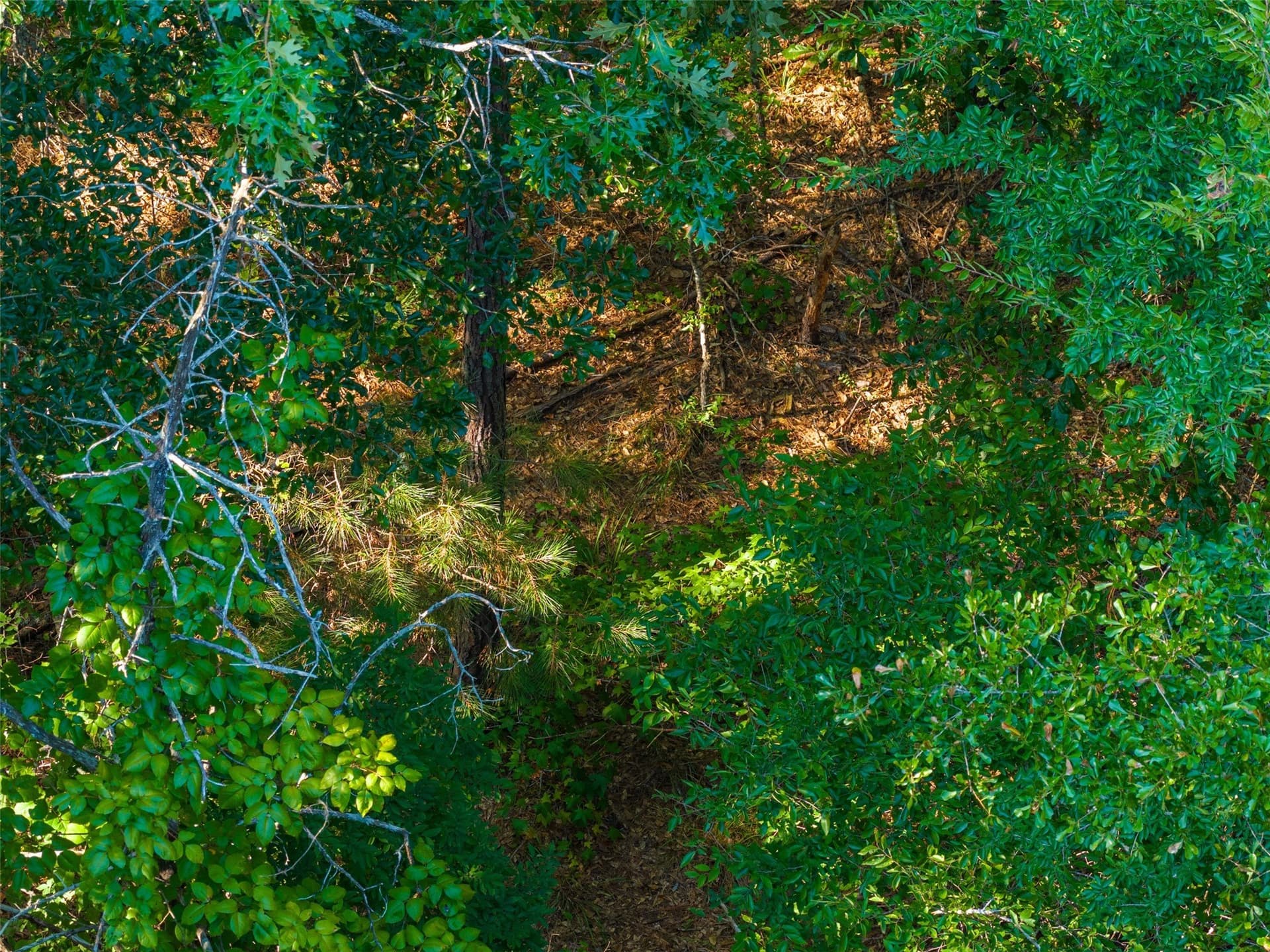 63 acres in Henderson County - photo 5