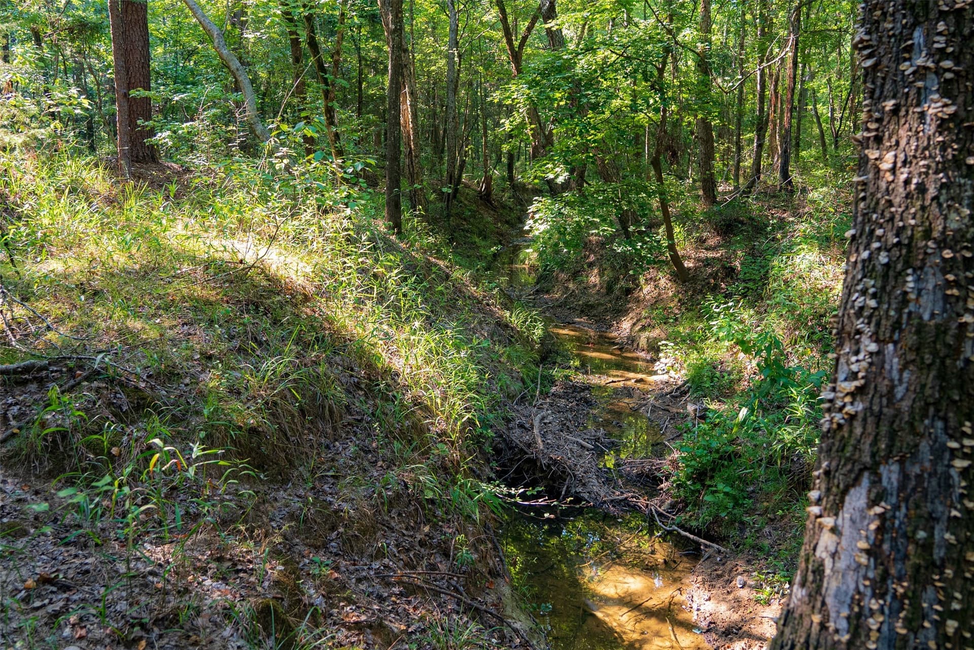 63 acres in Henderson County - photo 4