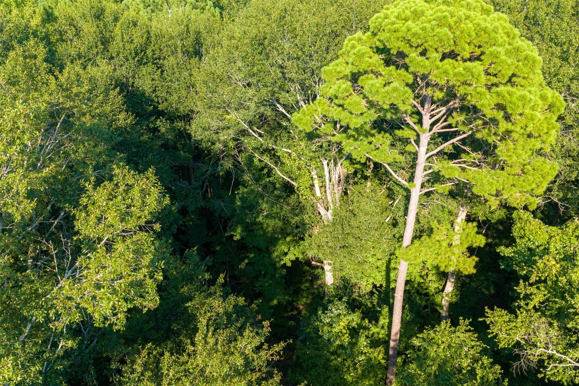 63 acres in Henderson County - photo 3