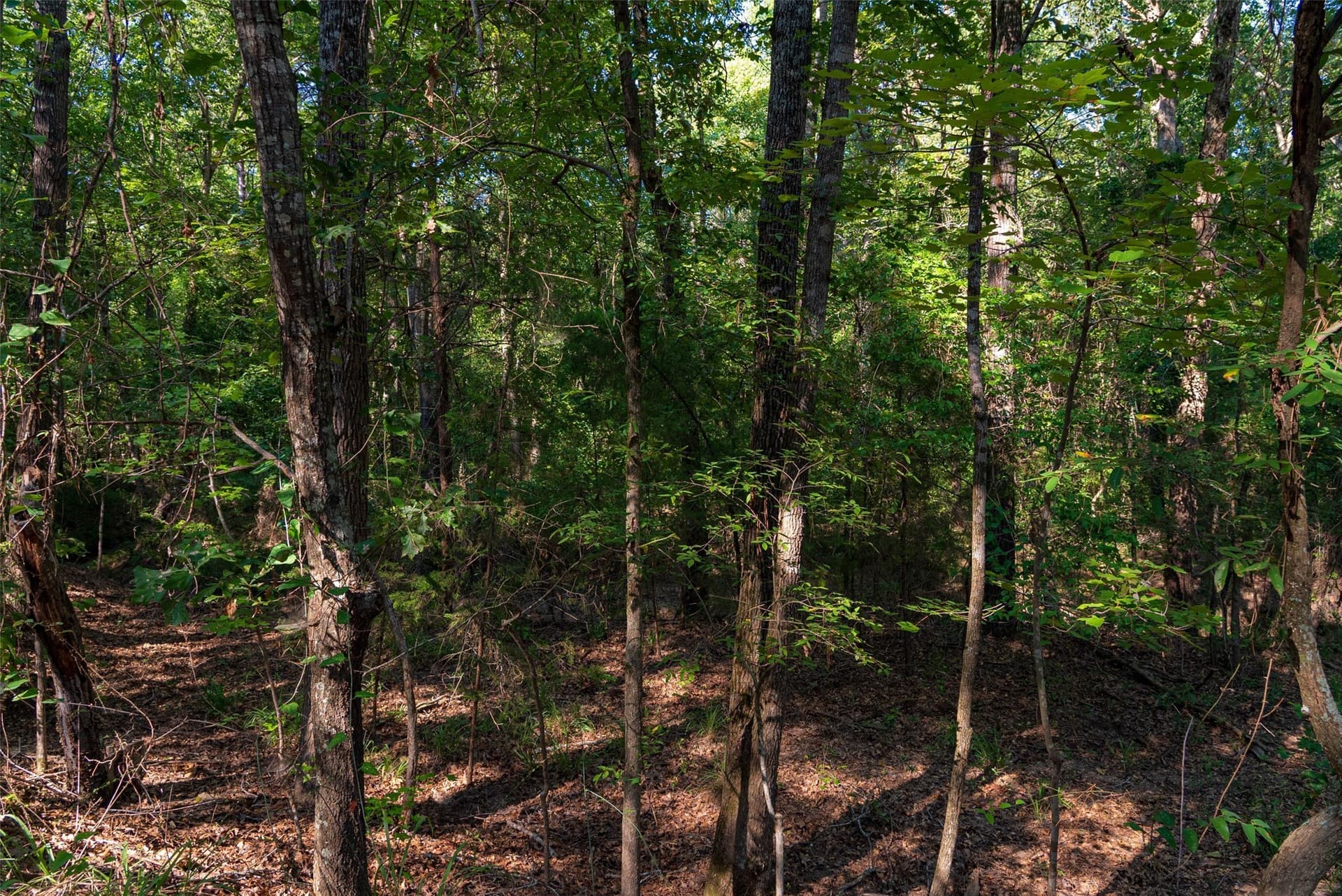 63 acres in Henderson County - photo 12