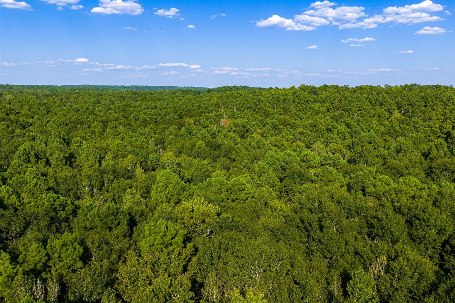 63 acres in Henderson County - photo 21